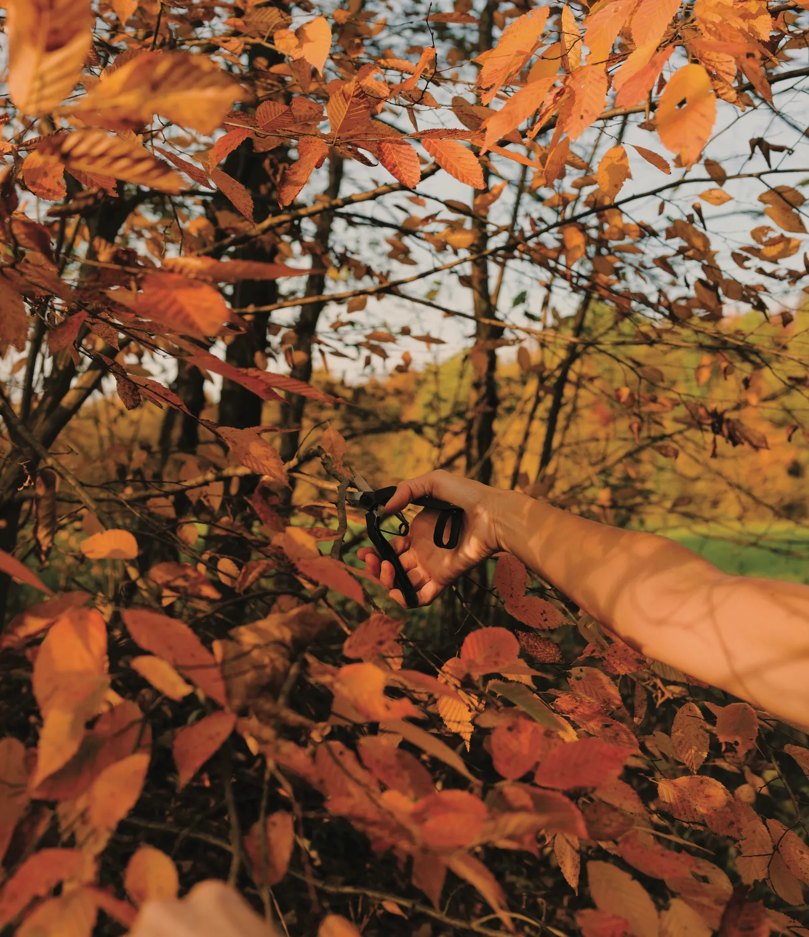 Image may contain Leaf Plant Vegetation Photography Land Nature Outdoors Tree Woodland Grove Face and Head