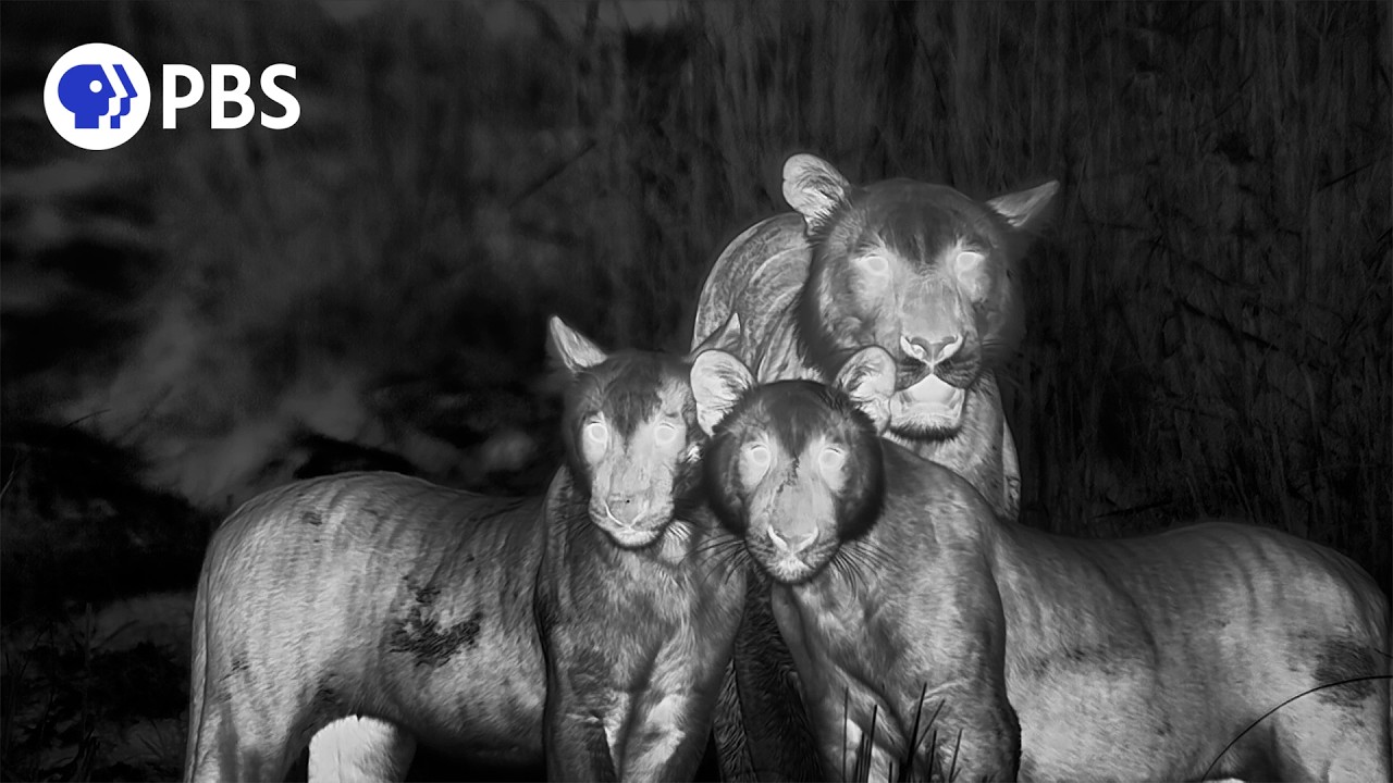 This Isn't How Tigers Are Supposed to Behave - YouTube