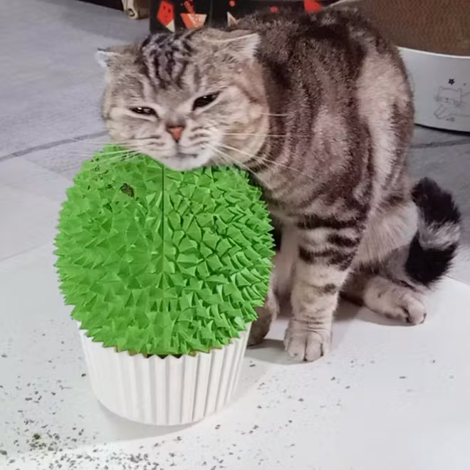 miwoowim Cat Scratcher