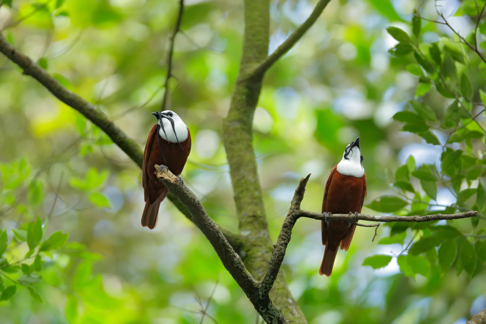 Image may contain Animal Beak Bird Finch Bee Eater Plant and Vegetation