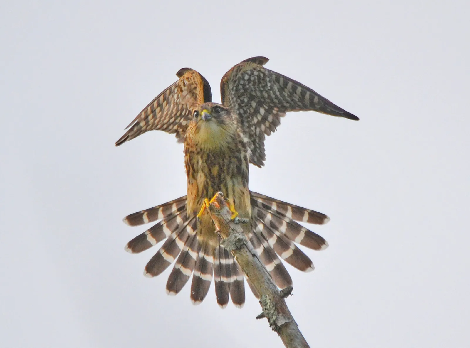 Image may contain Accipiter Animal Bird Kite Bird Hawk and Buzzard