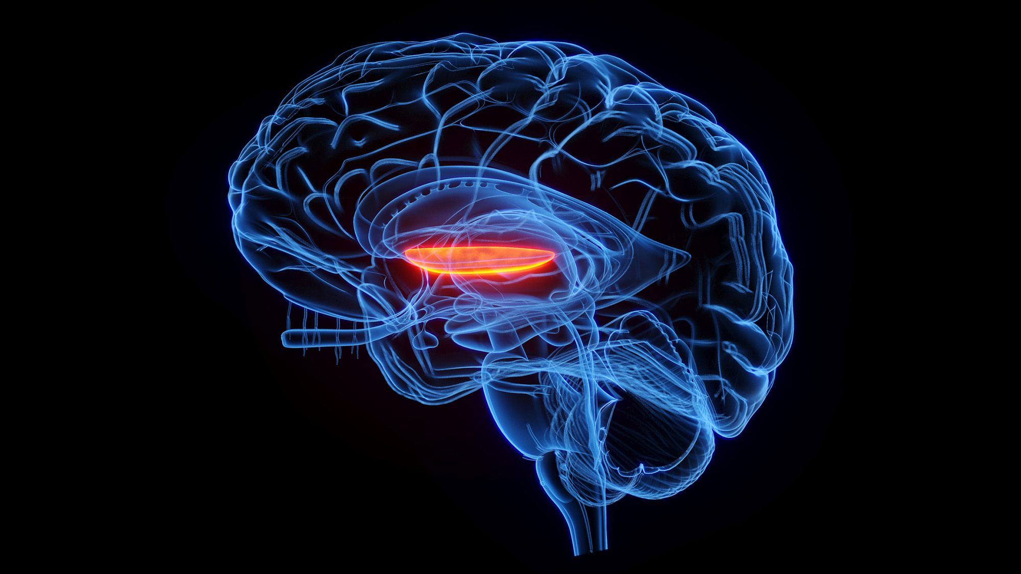 A cartoon of a transparent brain with an inner region glowing red.