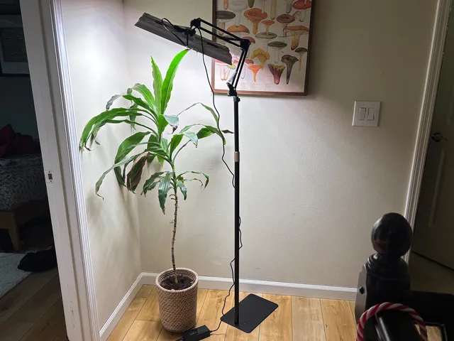Narrow lamp hovering over a tall house plant