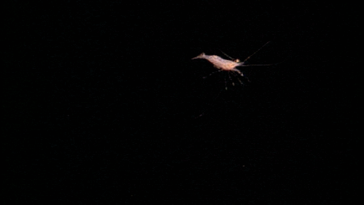 A gif of a red cuttlefish grabbing a shrimp with its tentacles