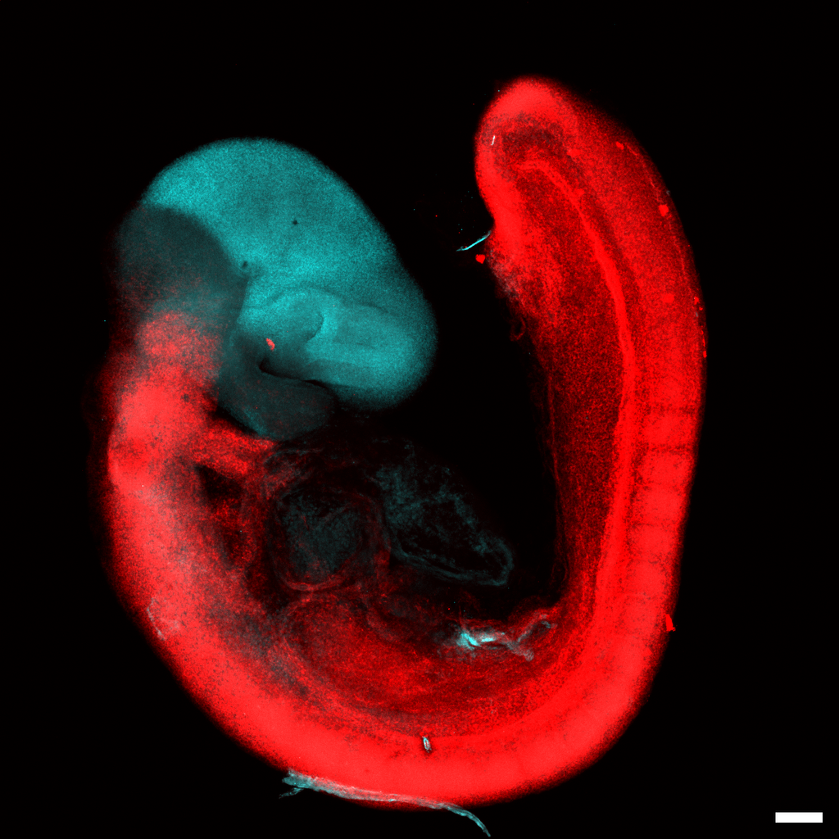 A blue and red swirl of embryo showing two different cell types.
