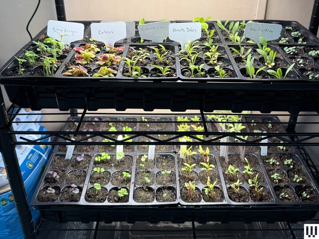 Two trays with little plant sprouts and dirt, sitting under a light mounted above