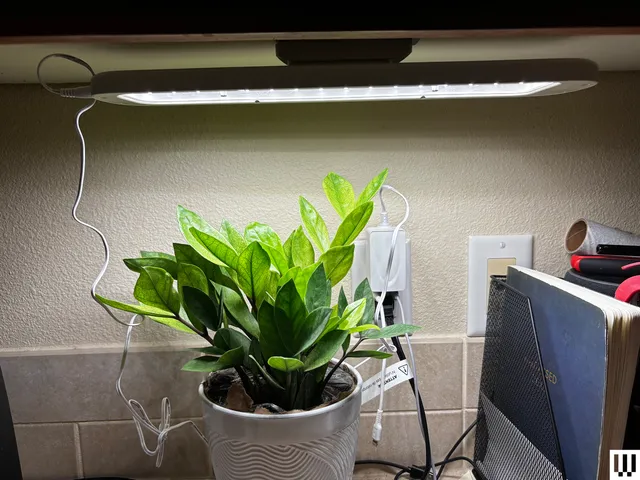 Small potted plant under an oval-shaped light