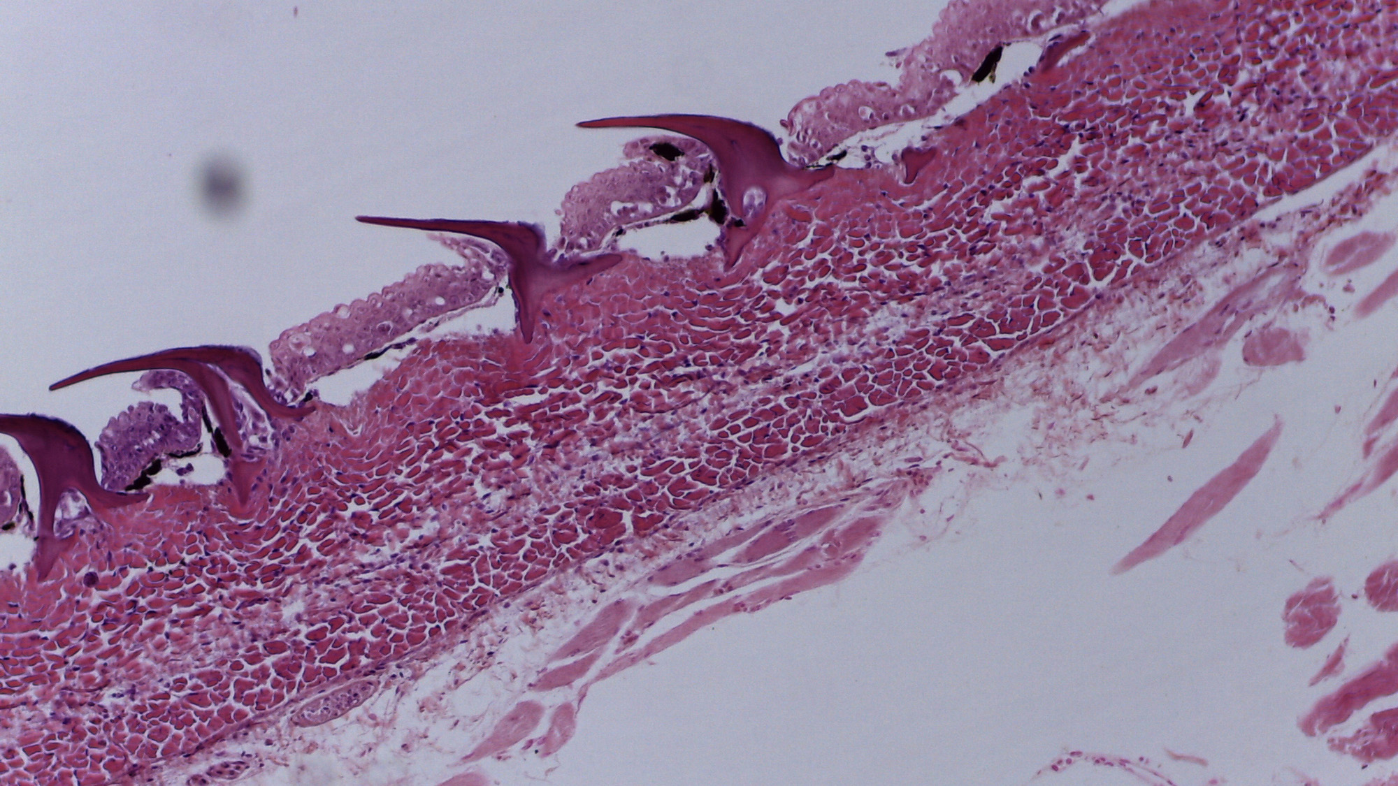 A microscopic image of a series of skin cells