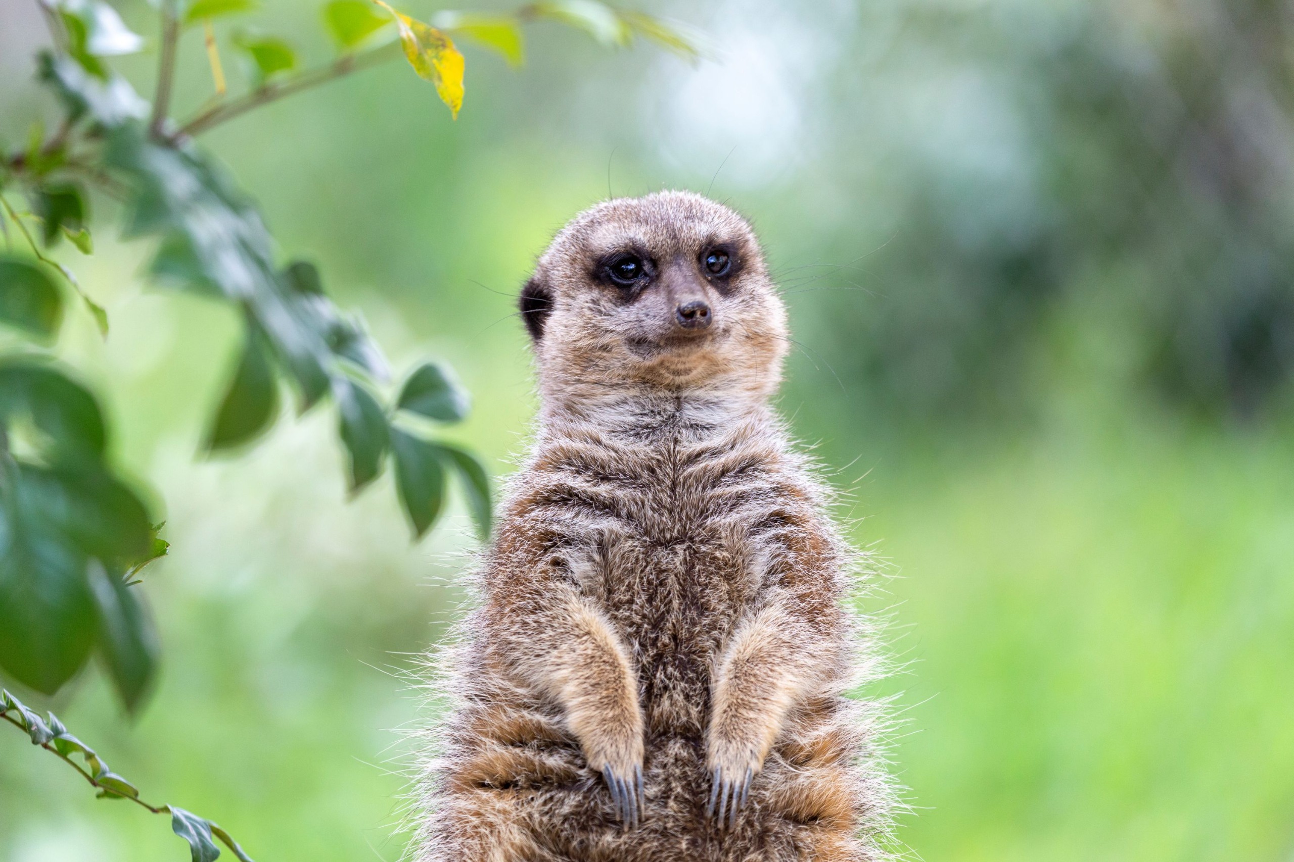 a meerkat sitting up with grass in background