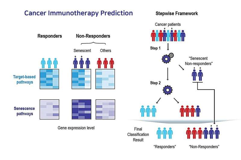 AI identifies tumor aging patterns to predict immunotherapy response