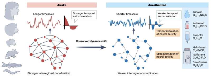 Anesthesia produces shared neural activity patterns in six species