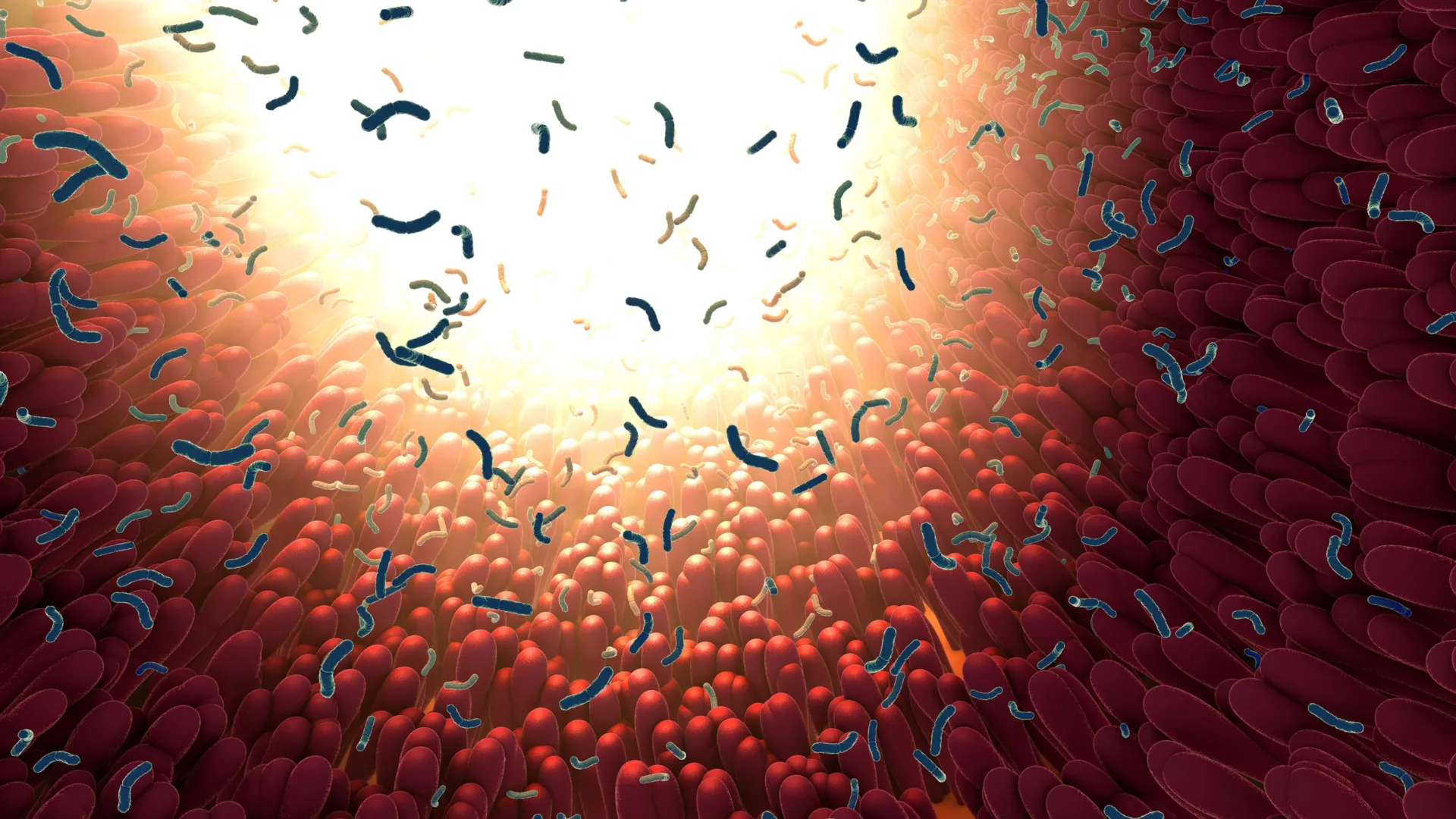 Your digestive tract bacteria might be transforming how many calories you absorb