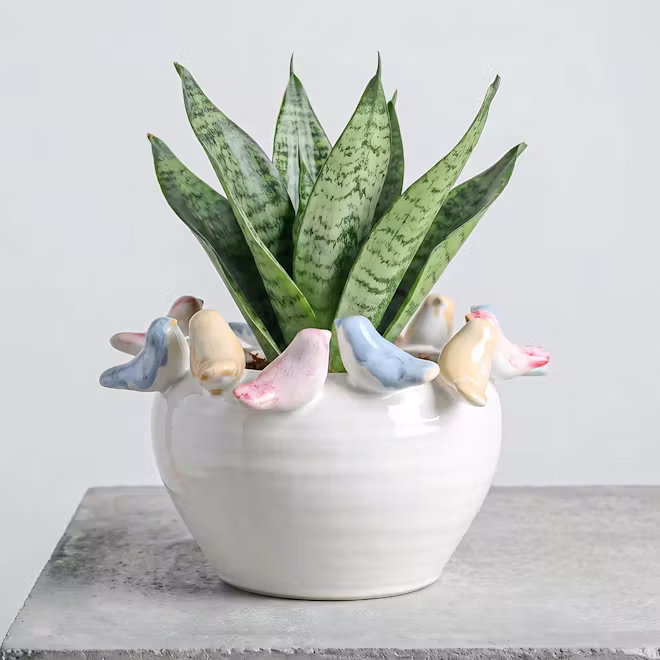 ZSHAWN Stoneware Planter