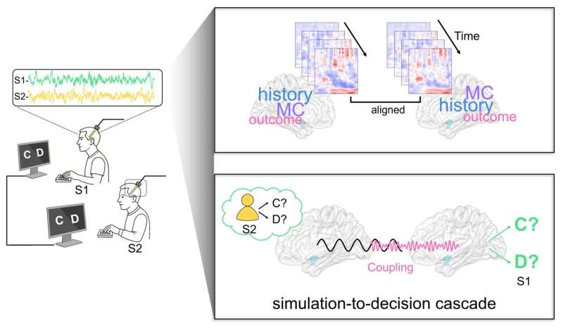 Cooperating partners exhibit similar activity patterns in the amygdala