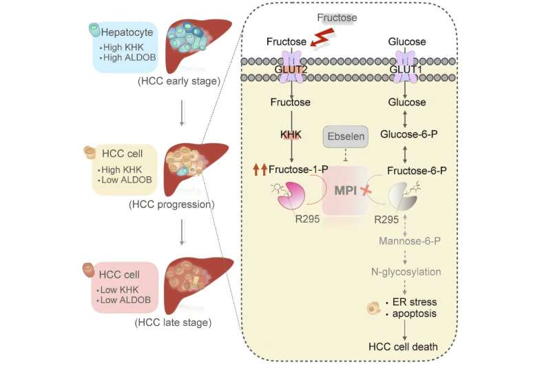 Fructose slows liver tumors in mice when key sugar-processing gene is missing, may lead to new treatments