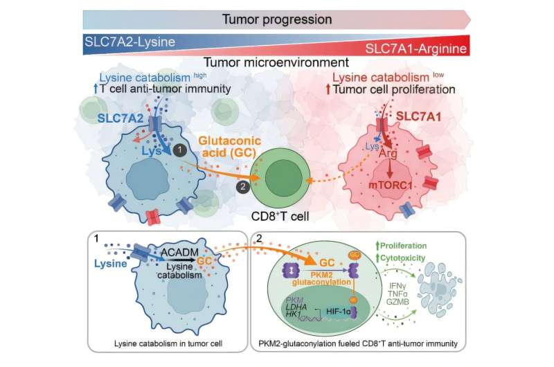 Fueling growth, blinding immunity: The two-way amino acid trap inside tumors