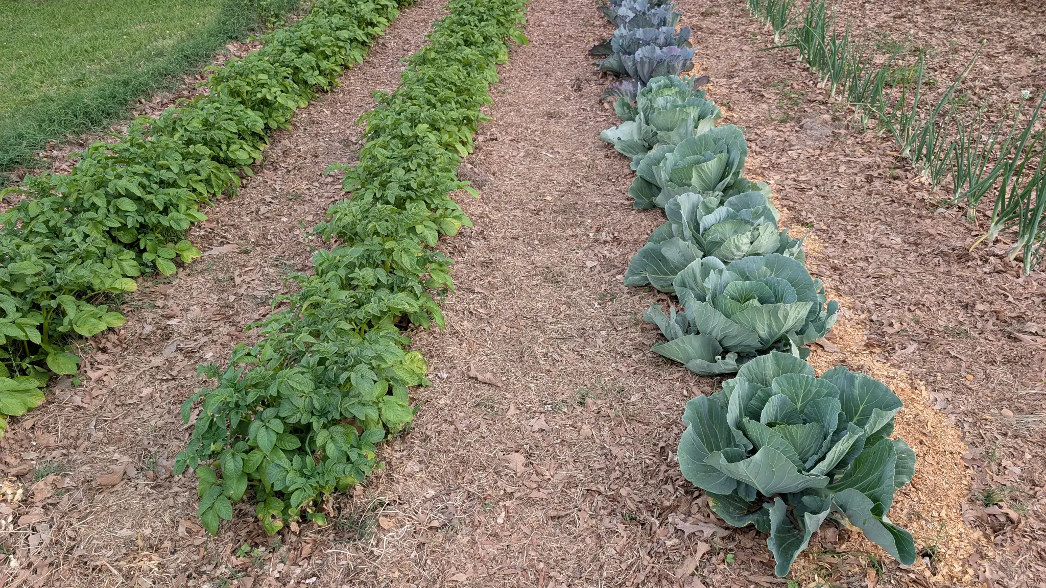 A garden bed that shows four rows of vegetables, including potatoes, cabbage, and onions.