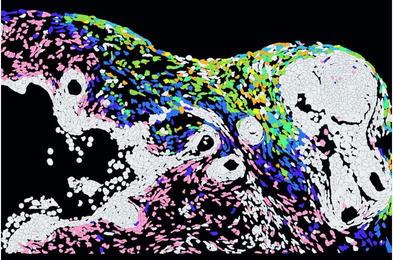 Herpes infection detailed in human skin model