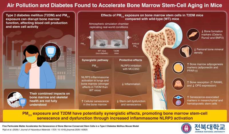 Jeonbuk National University study reveals why diabetics are more vulnerable to air pollution's cellular toll