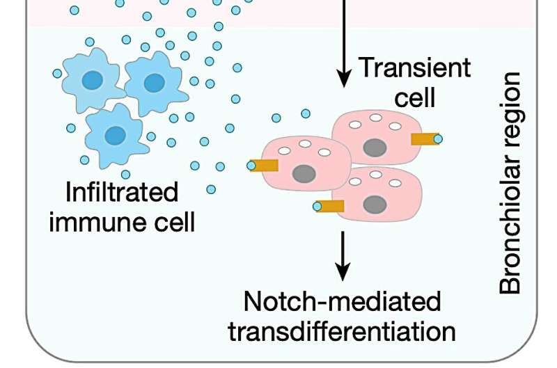 Hypothesis: after injury, immune cells secrete SPP1, which binds to ITGB1 on AT2 cells, directing their migration to bronchioles, where they become transient cells for fate conversion. Credit: Nature (2026). DOI: 10.1038/s41586-026-11127-w Mouse alveolar stem cells switch identities to help repair damaged airways after lung injury