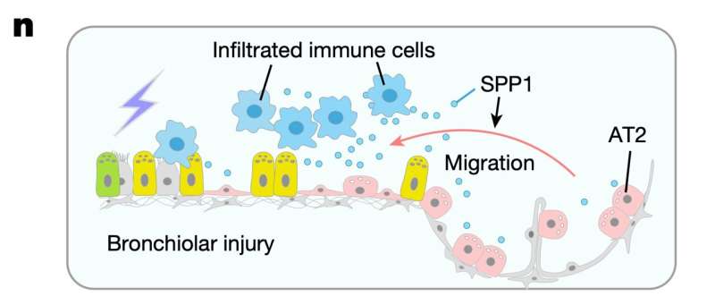 In injured mouse lungs, AT2 stem cells crossed into small airways and changed into airway cells. Credit: Nature (2026). DOI: 10.1038/s41586-026-11127-w Mouse alveolar stem cells switch identities to help repair damaged airways after lung injury