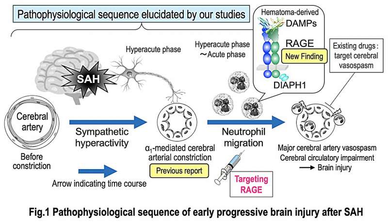 Pathophysiological sequence of early progressive brain injury after SAH. The group's studies suggest a temporal sequence in which sympathetic stimulation and alpha1-mediated cerebral arterial constriction occur immediately after SAH, followed by neutrophil RAGE-dependent inflammatory cerebrovascular injury during the hyperacute-to-acute phase. Credit: Kanazawa University Neutrophil RAGE drives early cerebrovascular injury after subarachnoid hemorrhage