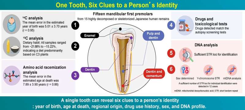 One tooth, six clues: How a single tooth can help in identifying deceased persons