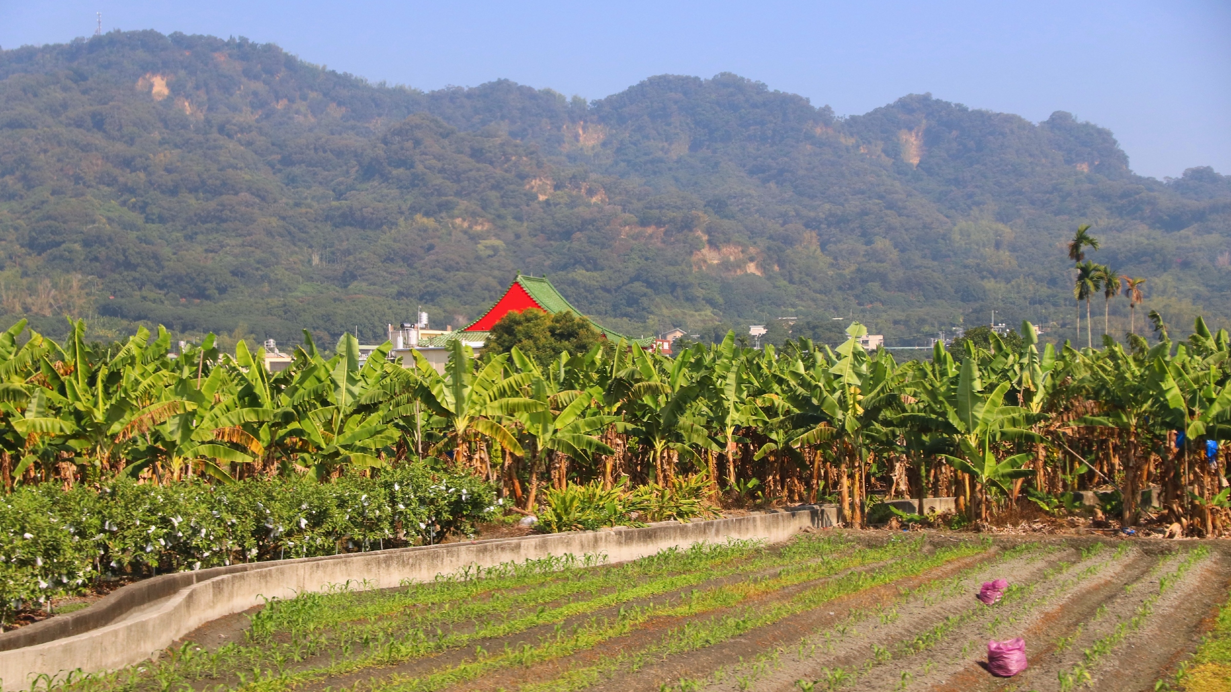 A photo of the boundary between two Taiwanese farms with mountains in the background