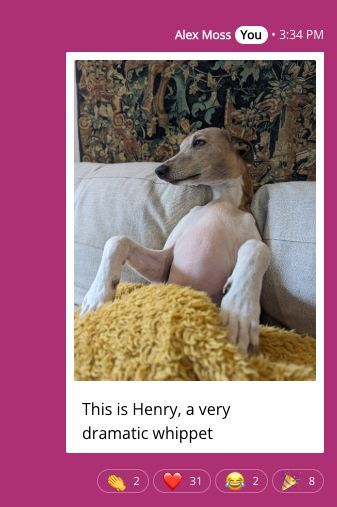 Alex's dog Henry