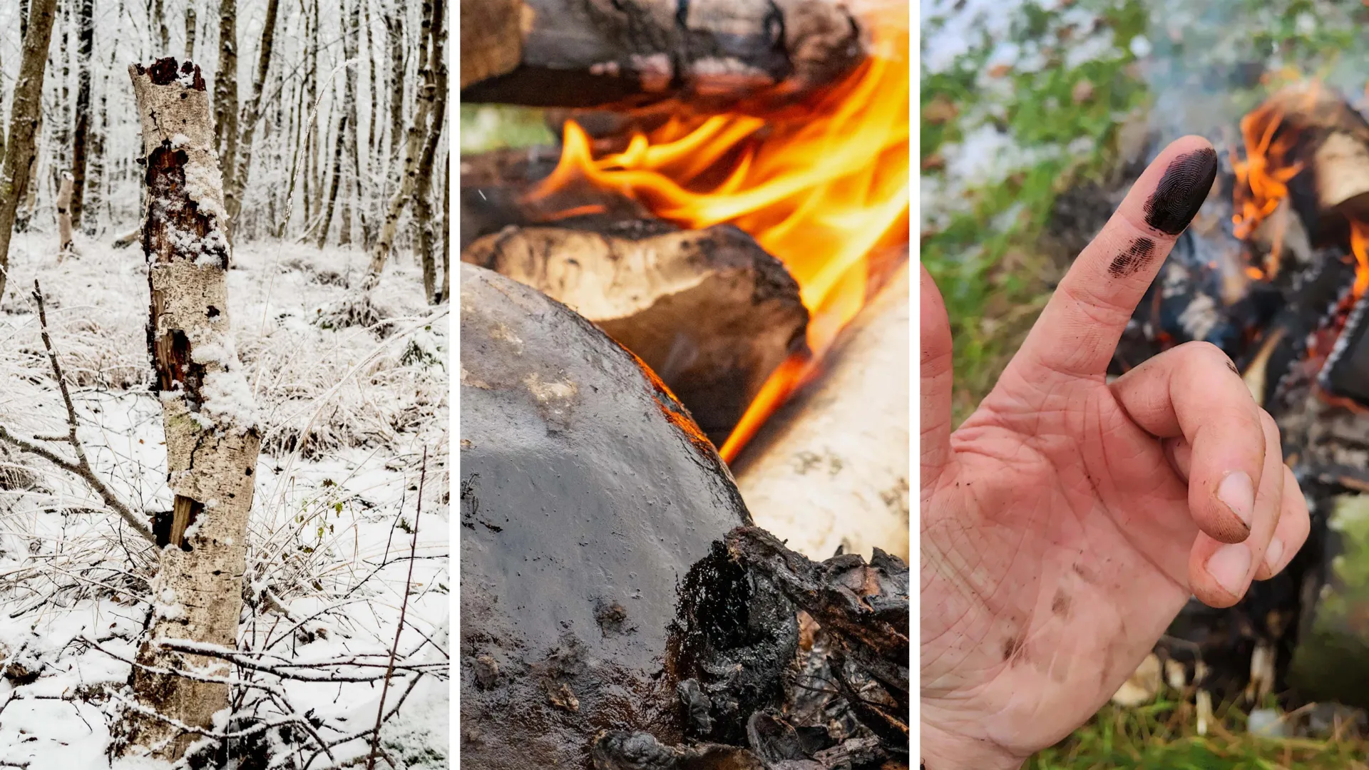 Neanderthals may have utilized ancient adhesive as an old antibiotic