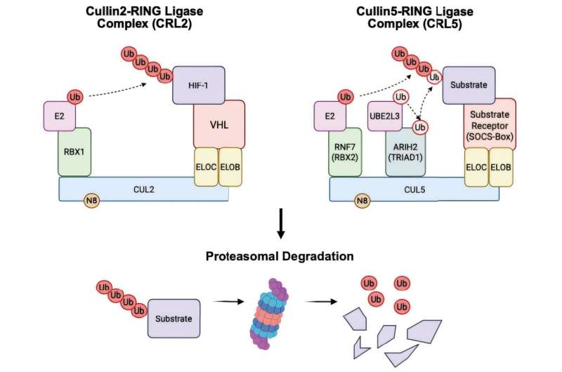 Researchers identify key pathway that drives T-cell exhaustion in cancer immunotherapy