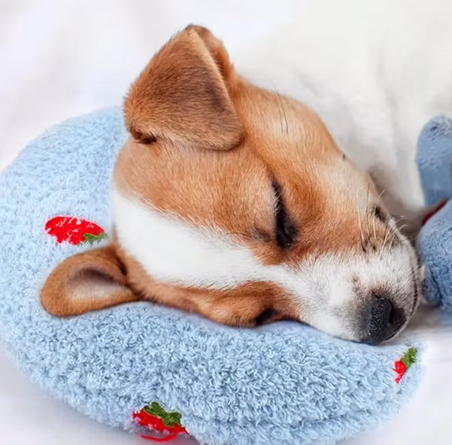 Mity rain, Dog Pillow