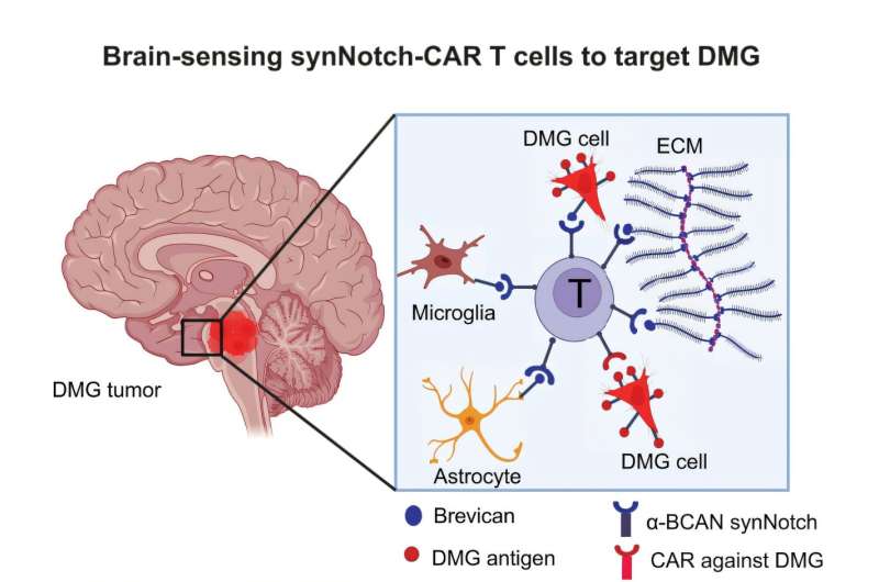 Smarter CAR-T cells could beat a deadly pediatric brain cancer