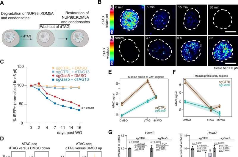 Vienna research team reveals how RNA molecules influence the development of aggressive leukemia