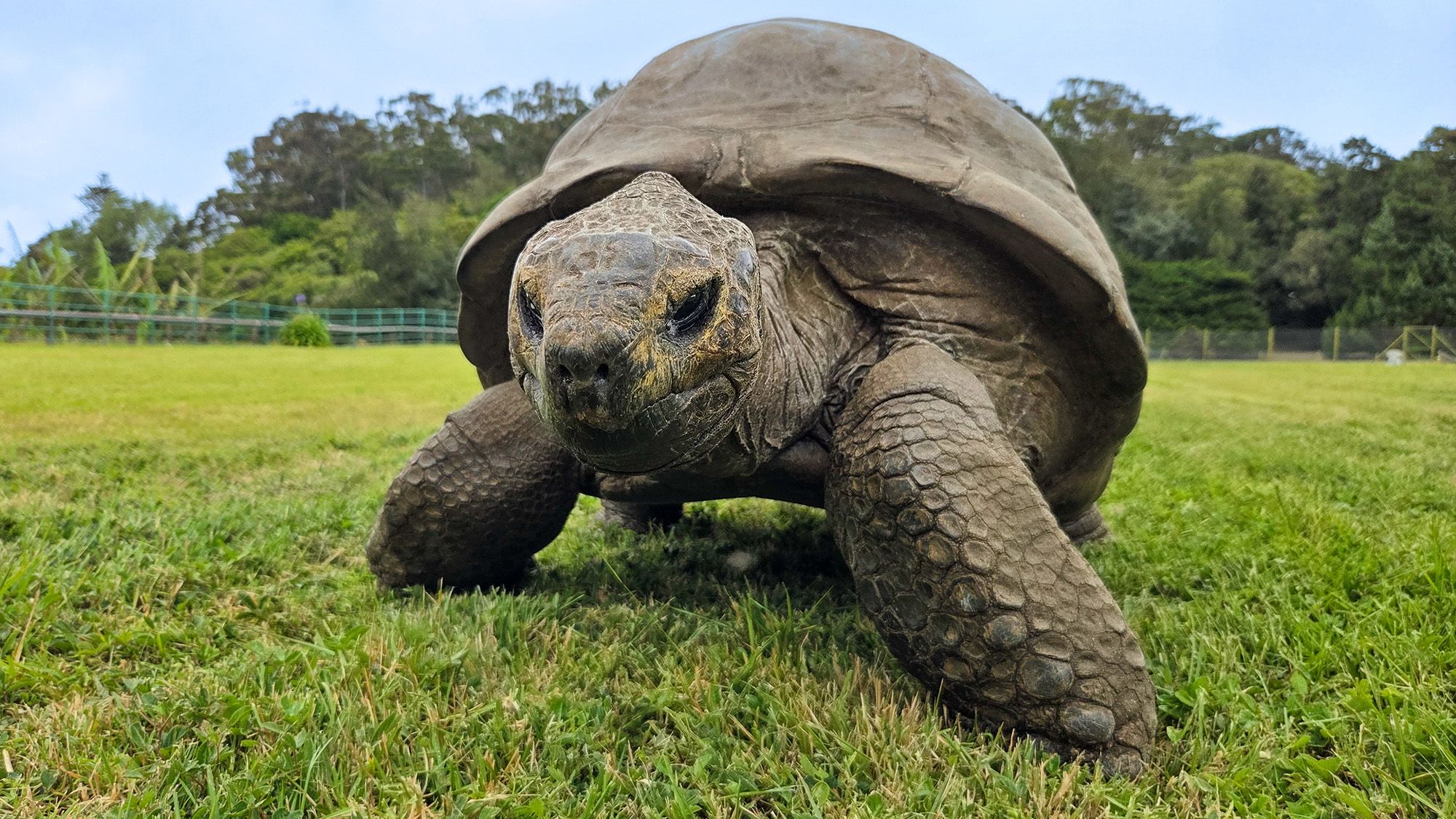 Scientists discover genetic traits that may explain 194-year-old tortoise’s impressive longevity