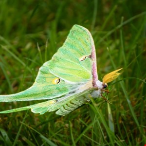 Luna Moth Leaks Shed Light on Ransomware Team’s Inner Functions
